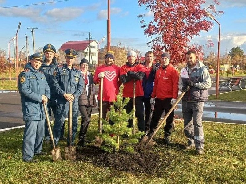 В городском парке высадили молодые сосны.