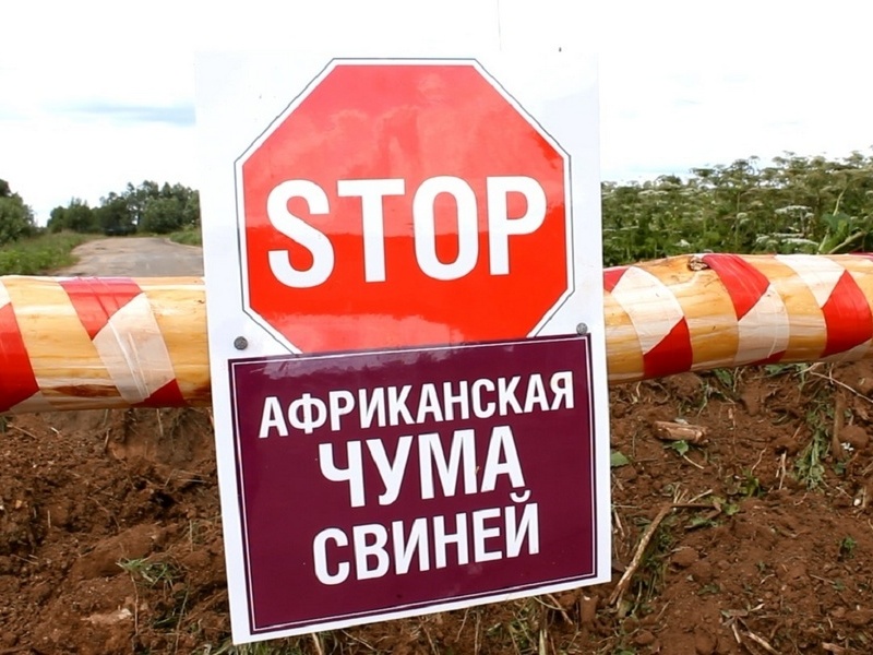 Африканская чума свиней.